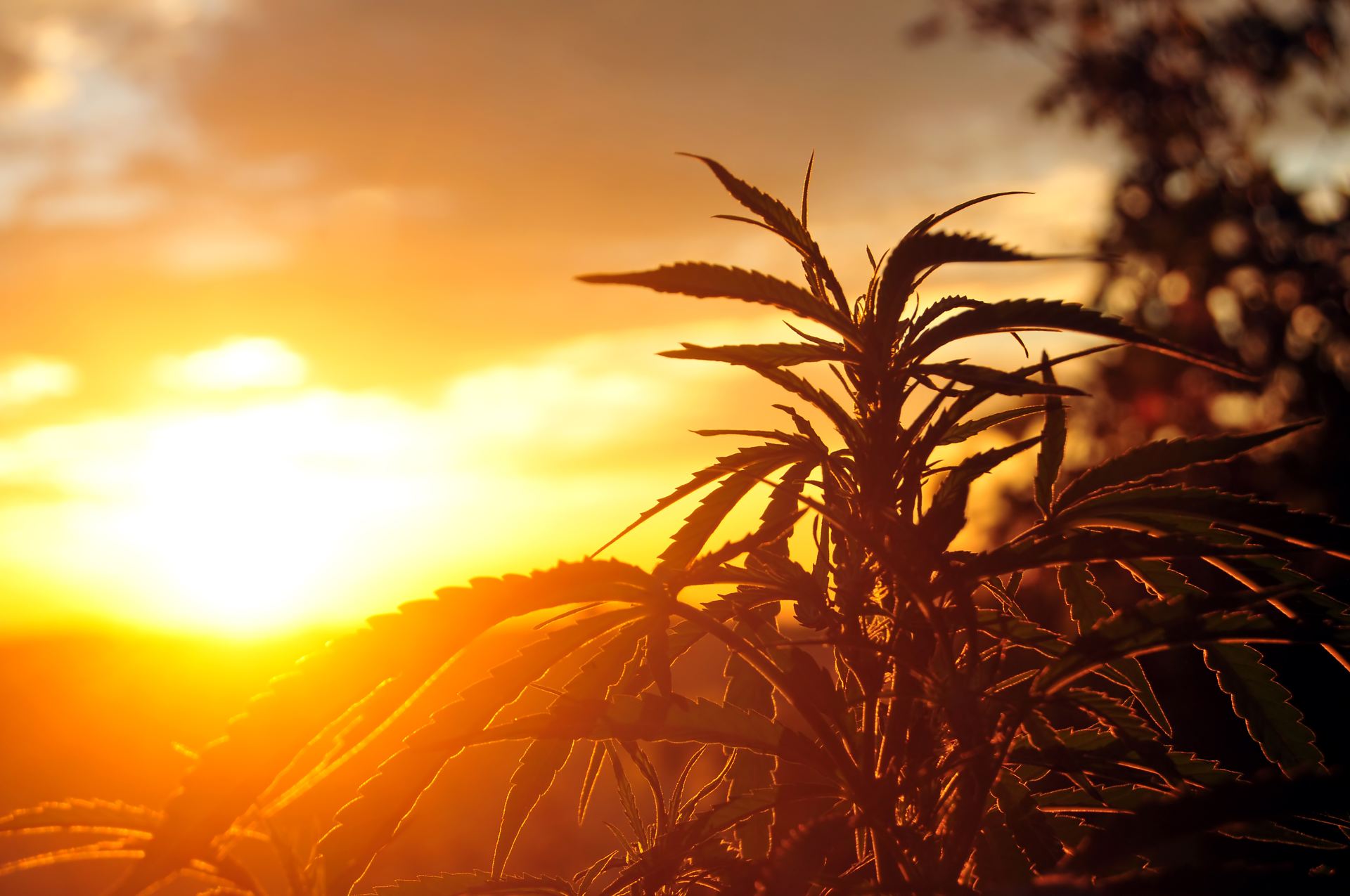 Don t Hold Your Breath On SJR 8 Why Recreational Cannabis Is Still A