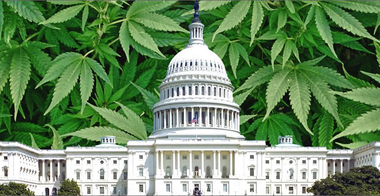 congress building cannabis